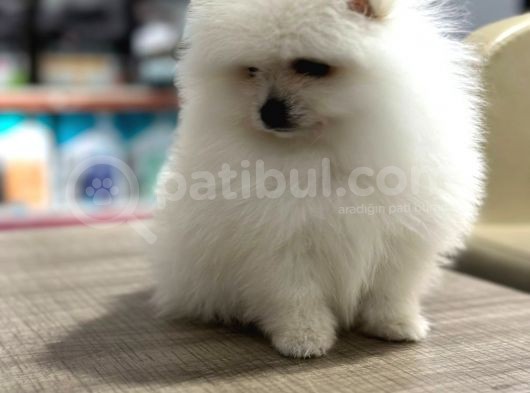 Teacup Pomorian Yavrularımız görsel