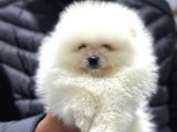 Teacup pomorian Yavrularımız