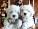 Bembeyaz Maltese Terri̇er 0 Numara