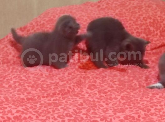 Sevimli Dostlarım Yogi Top Kafalar görsel