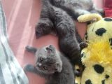 Sevimli Dostlarım Yogi Top Kafalar