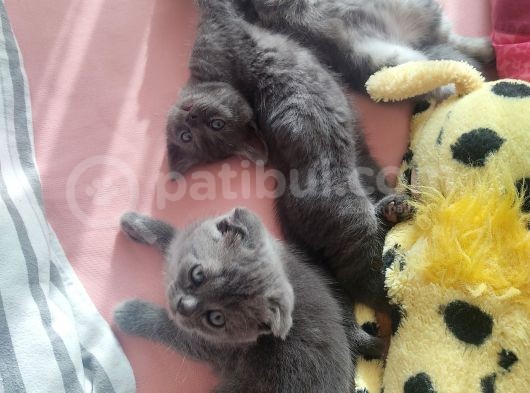 Sevimli Dostlarım Yogi Top Kafalar görsel
