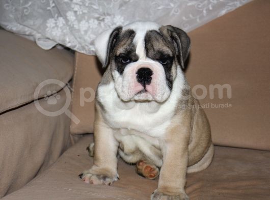 Sevi̇mli̇ İngi̇li̇z Buldog Yavrumuz görsel