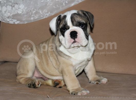 Sevi̇mli̇ İngi̇li̇z Buldog Yavrumuz görsel