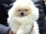 EN ZEKİ FENOMEN BURUNSUZ MİNİ DİŞİ POMERANİAN BOO