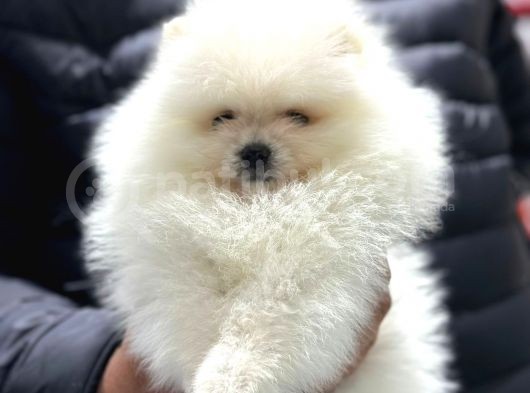 En Zeki̇ Fenomen Burunsuz Mi̇ni̇ Di̇şi̇ Pomerani̇an Boo