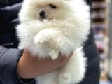 En Zeki̇ Fenomen Burunsuz Mi̇ni̇ Di̇şi̇ Pomerani̇an Boo