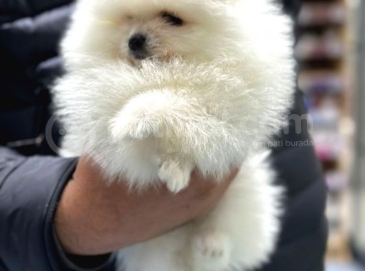 En Zeki̇ Fenomen Burunsuz Mi̇ni̇ Di̇şi̇ Pomerani̇an Boo görsel