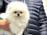 Pofuduk Pomerian Boo Erkek Yavru