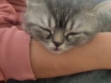 Sevimli Dostlarım Yogi Top Kafalar