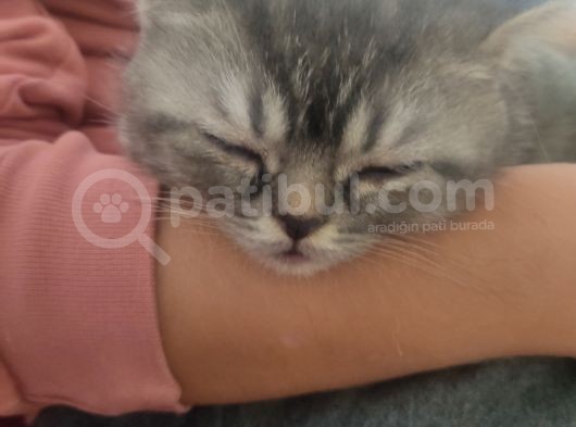 Sevimli Dostlarım Yogi Top Kafalar görsel