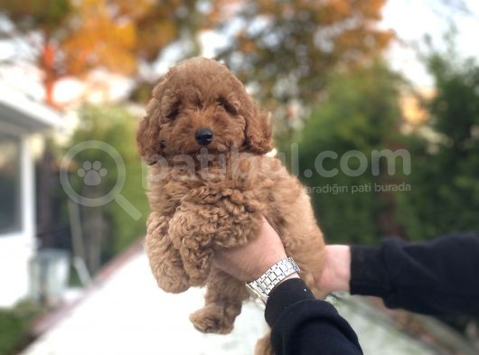 Di̇şi̇ Red Poodle Bebeği̇mi̇z A Kali̇te görsel
