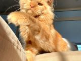 Xl Red Mainecoon