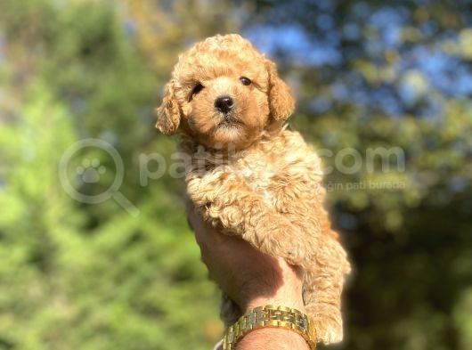 Di̇şi̇ Erkek Toy Poodle Bebekleri̇mi̇z görsel