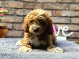 Red Brown Toypoddle Yavru