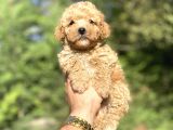 Di̇şi̇ Erkek Toy Poodle Bebekleri̇mi̇z