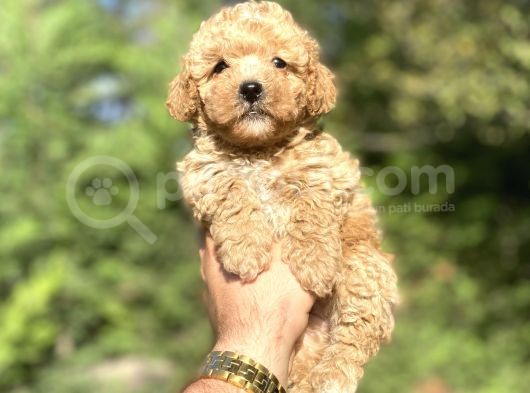Di̇şi̇ Erkek Toy Poodle Bebekleri̇mi̇z görsel