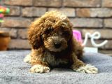 Red Brown Toypoddle Yavru