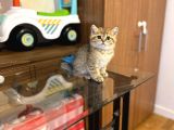 Gold Bri̇ti̇sh Shorthai̇r Bebeği̇mi̇z Gelmi̇şti̇r