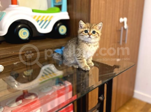 Gold Bri̇ti̇sh Shorthai̇r Bebeği̇mi̇z Gelmi̇şti̇r görsel