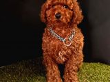 Koyu kahverengi kıvır kıvır toy poodle 