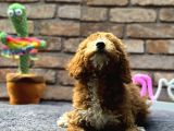 Red Brown Toypoddle Yavru