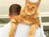 XL Red Mainecoon