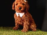 Kaliteli Toy Poodle Yavru Isteyenlere 