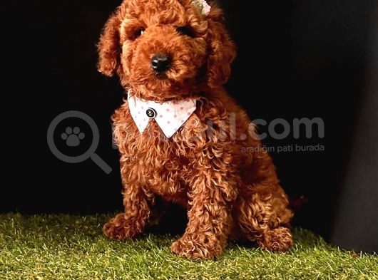 Kaliteli Toy Poodle Yavru Isteyenlere  görsel