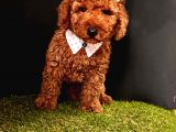 Kaliteli Toy Poodle Yavru Isteyenlere 