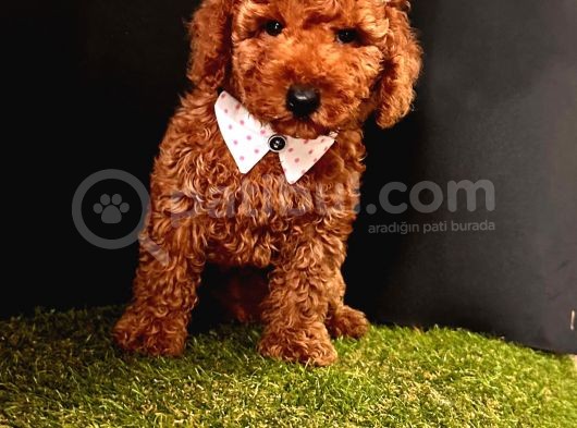 Kaliteli Toy Poodle Yavru Isteyenlere  görsel