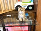 GOLD BRİTİSH SHORTHAİR bEBEĞİMİZ GELMİŞTİR