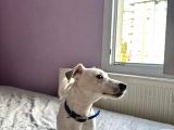 İzmir Jack Russel 6 Aylık Aşıları Tam Iş Nedeniyle Vermek Istiyorum