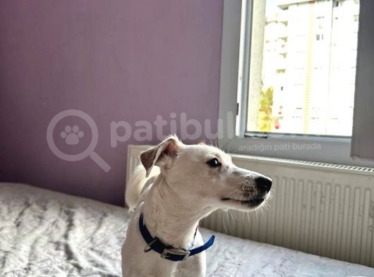İzmir Jack Russel 6 Aylık Aşıları Tam Iş Nedeniyle Vermek Istiyorum görsel