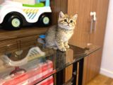 Gold Bri̇ti̇sh Shorthai̇r Bebeği̇mi̇z Gelmi̇şti̇r