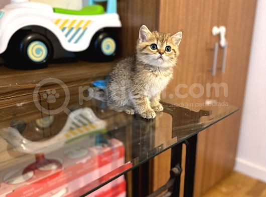 Gold Bri̇ti̇sh Shorthai̇r Bebeği̇mi̇z Gelmi̇şti̇r görsel