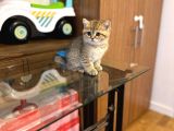 Gold Bri̇ti̇sh Shorthai̇r Bebeği̇mi̇z Gelmi̇şti̇r