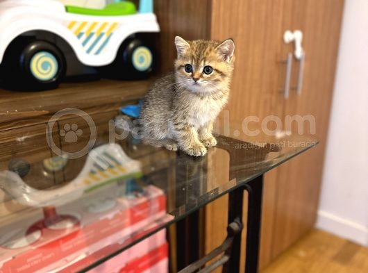 Gold Bri̇ti̇sh Shorthai̇r Bebeği̇mi̇z Gelmi̇şti̇r görsel