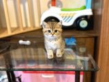 Gold Bri̇ti̇sh Shorthai̇r Bebeği̇mi̇z Gelmi̇şti̇r