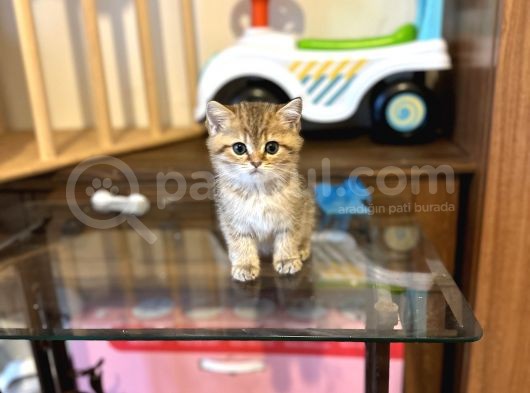 Gold Bri̇ti̇sh Shorthai̇r Bebeği̇mi̇z Gelmi̇şti̇r görsel