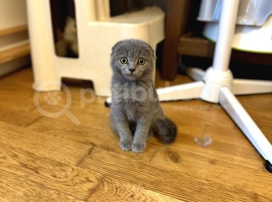 Scotti̇sh Fold Bebeği̇mi̇z görsel
