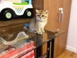 Gold Bri̇ti̇sh Shorthai̇r Bebeği̇mi̇z Gelmi̇şti̇r