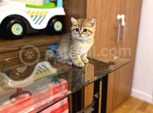 Gold Bri̇ti̇sh Shorthai̇r Bebeği̇mi̇z Gelmi̇şti̇r görsel