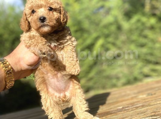Di̇şi̇ Erkek Toy Poodle Bebekleri̇mi̇z
