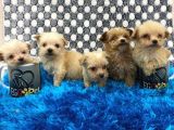 Efsane Mini Boy Maltipoo Bebekler