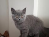 British Shorthair Gri renk yavrumuz