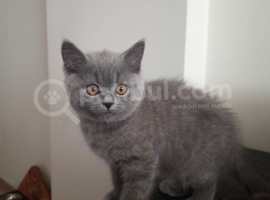British Shorthair Gri Renk Yavrumuz