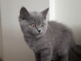 British Shorthair Gri Renk Yavrumuz