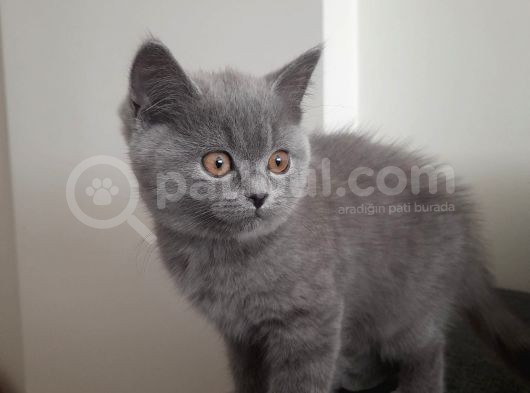 British Shorthair Gri Renk Yavrumuz görsel