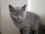 British Shorthair Gri Renk Yavrumuz